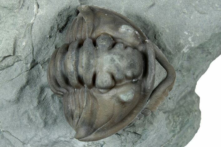 Wide Enrolled Flexicalymene Trilobite - Mt Orab, Ohio #329808
